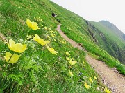 20 Pulsatilla alpina sulphurea (Anemone sulfureo)